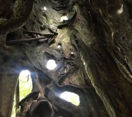 Strangler Ficus tree at the Aburi Botanical gardens