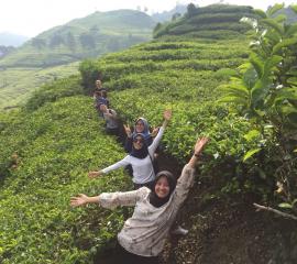 Tea garden in Bandung City